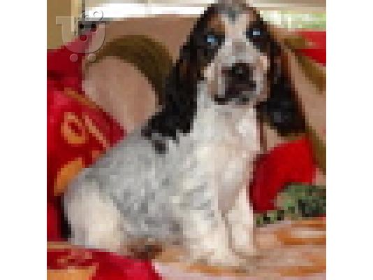 PoulaTo: Αγγλικός Κόκερ Σπάνιελ